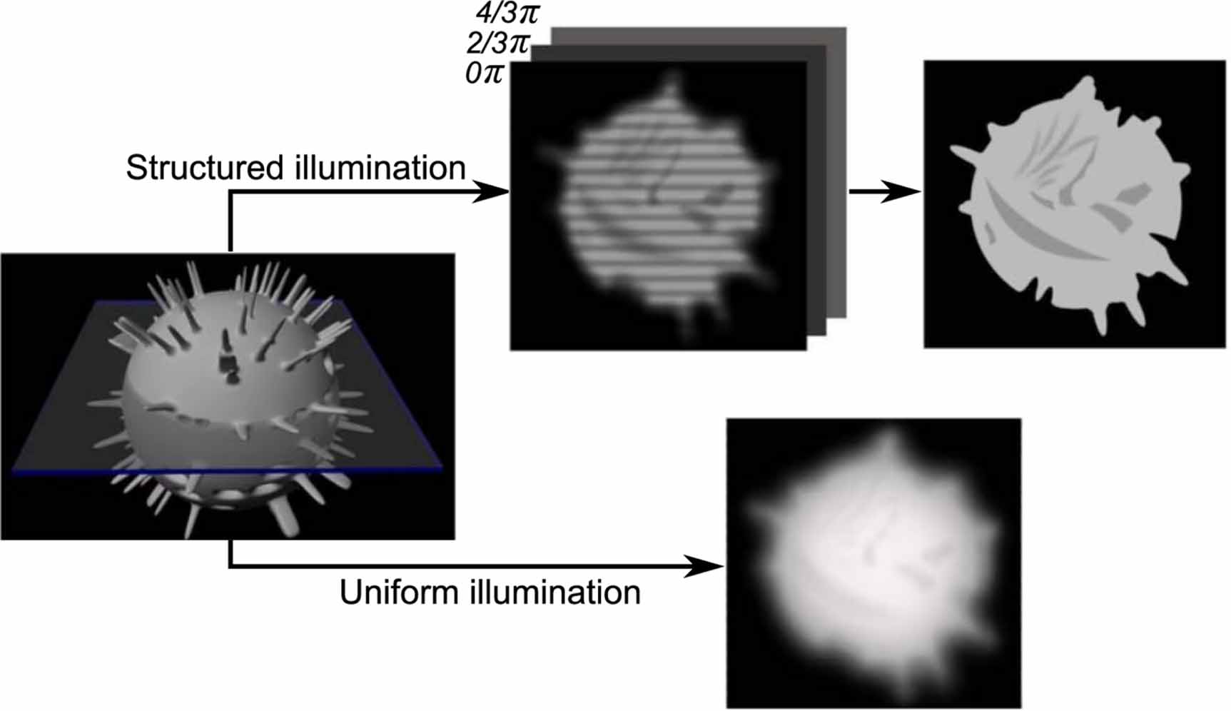 The principle of optical sectioning SIM. Optical sectioning is achieved by translating the structured illumination, out-of-focus blur is effectively rejected because it is not modulated by the SIM pattern. The figure corresponds to figure 2 of Ying Ma et al..